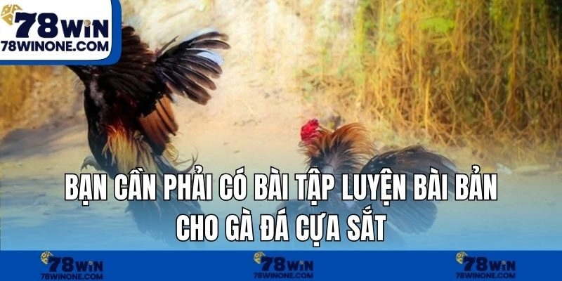 Bạn cần phải có bài tập luyện bài bản cho gà đá cựa sắt