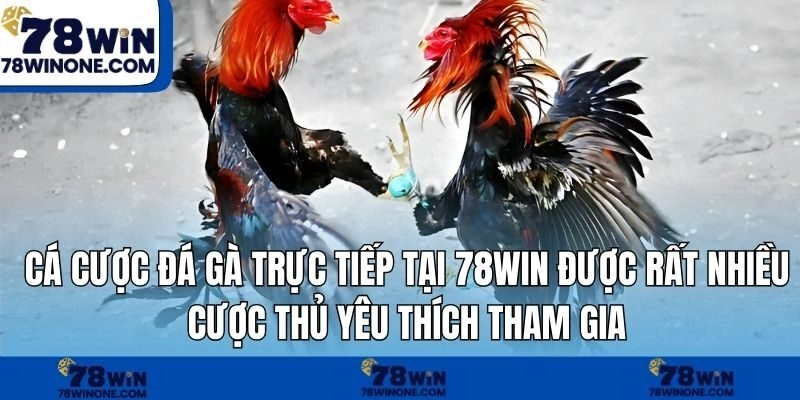 Cá cược đá gà trực tiếp tại 78WIN được rất nhiều cược thủ yêu thích tham gia 