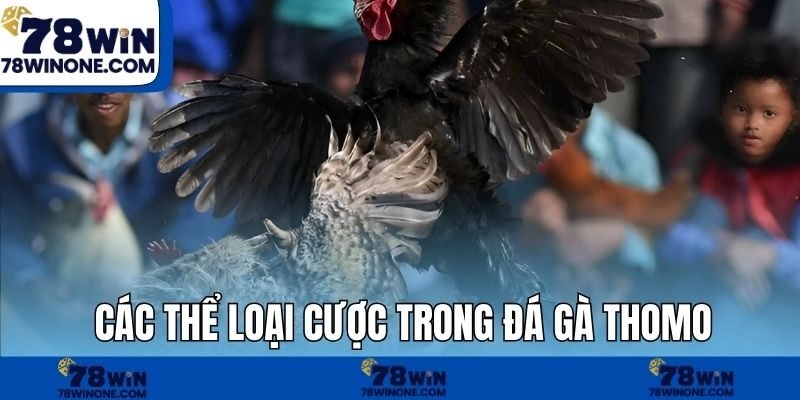 Các thể loại cược trong đá gà Thomo