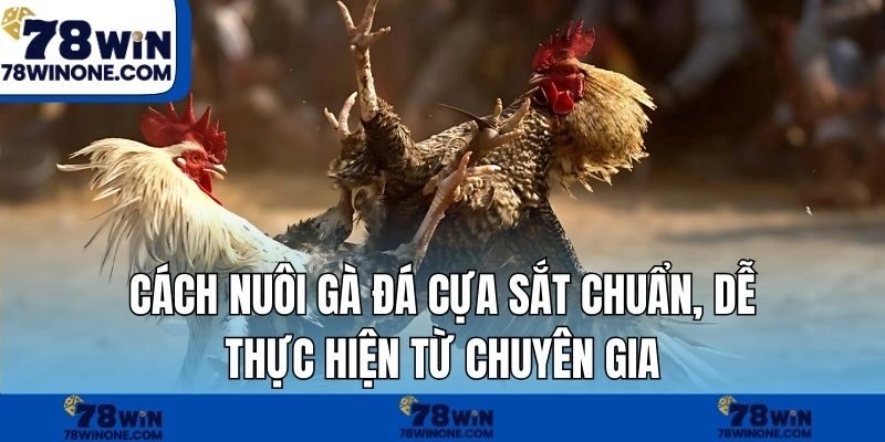 Cách Nuôi Gà Đá Cựa Sắt Chuẩn, Dễ Thực Hiện Từ Chuyên Gia