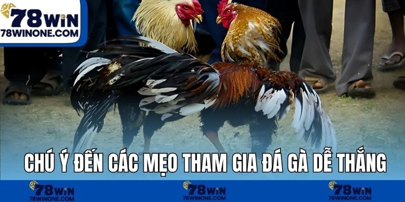 Chú ý đến các mẹo tham gia đá gà dễ thắng