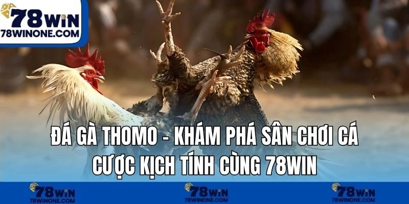 Đá Gà Thomo - Khám Phá Sân Chơi Cá Cược Kịch Tính Cùng 78WIN