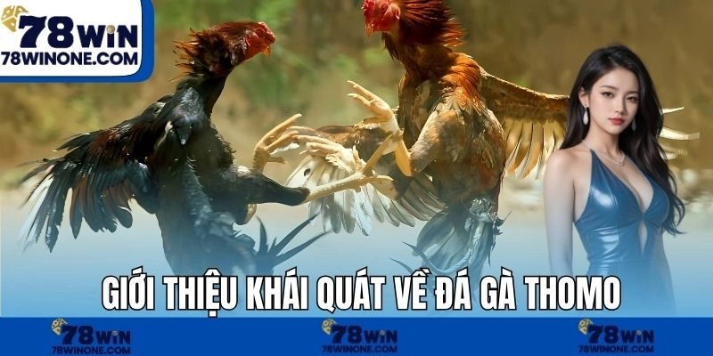 Giới thiệu khái quát về đá gà Thomo