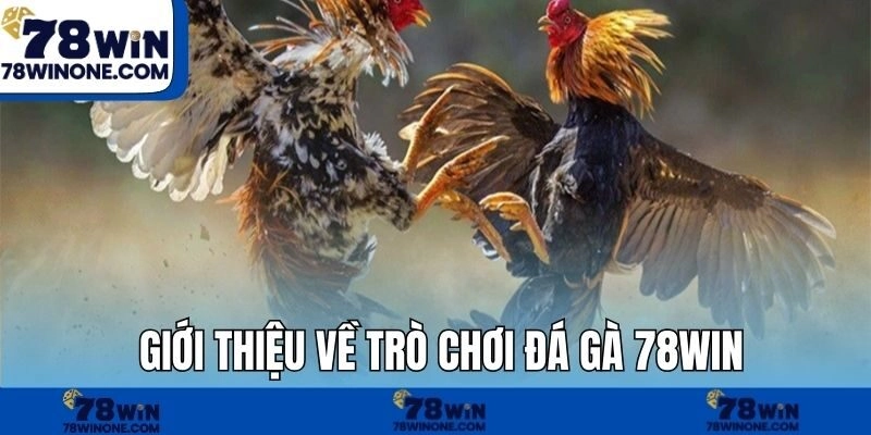 Giới thiệu về trò chơi đá gà 78WIN