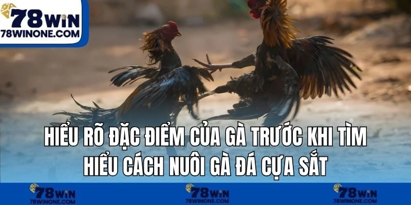 Hiểu rõ đặc điểm của gà trước khi tìm hiểu cách nuôi gà đá cựa sắt