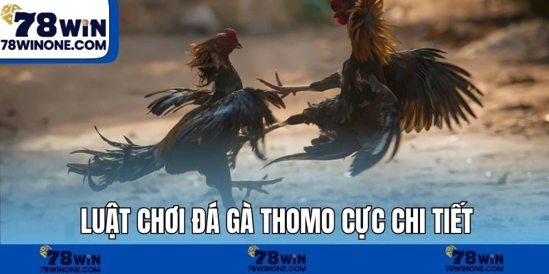 Luật chơi đá gà Thomo cực chi tiết