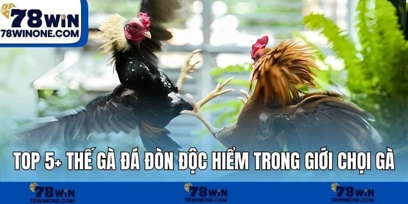 Top 5+ Thế Gà Đá Đòn Độc Hiểm Trong Giới Chọi Gà