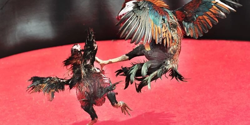 Trực tiếp đá gà